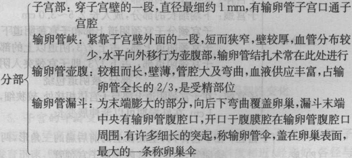 第三節(jié) 女性生殖系統(tǒng)解剖學